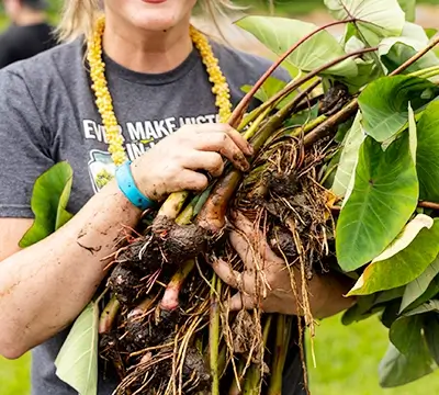 Farm-to-Table Ingredients