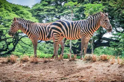 The Honolulu Zoo